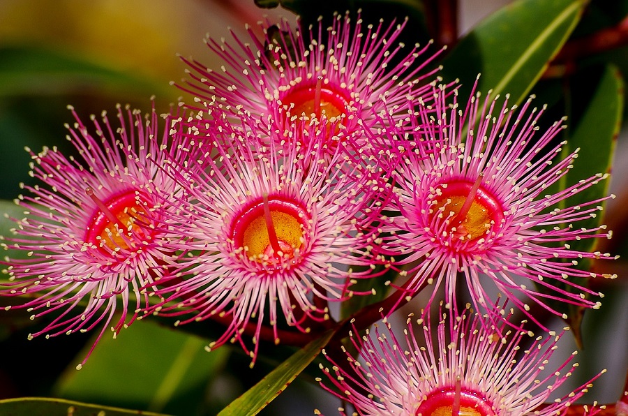 Australian eucalyptus flowers